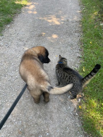 Lenard & Toby Our for a Walk !